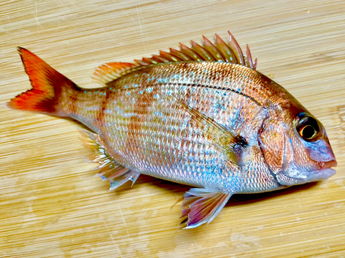 タイの釣果