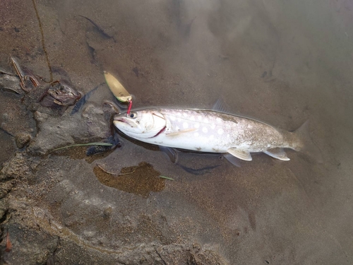 アメマスの釣果