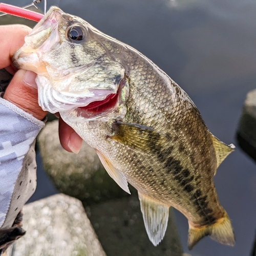 ラージマウスバスの釣果