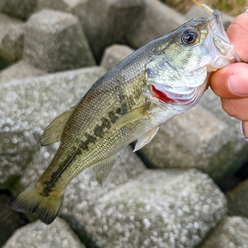 ラージマウスバスの釣果