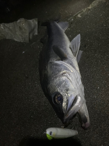 スズキの釣果