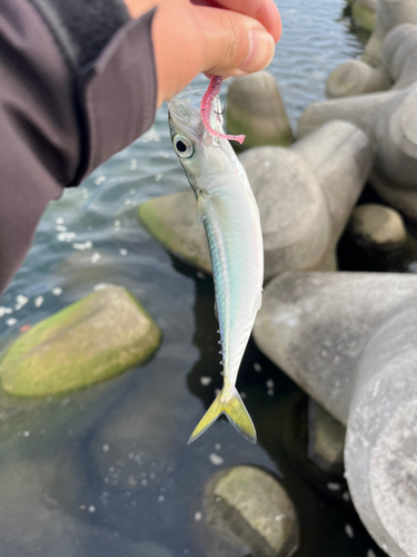 サバの釣果