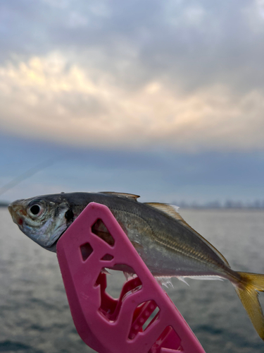 マアジの釣果