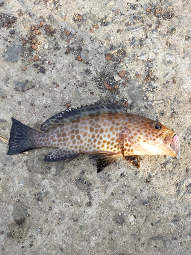 オオモンハタの釣果