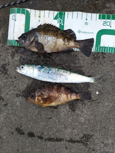 メバルの釣果