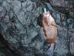 オオモンハタの釣果
