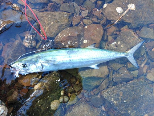 サゴシの釣果