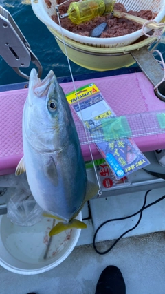 イナダの釣果