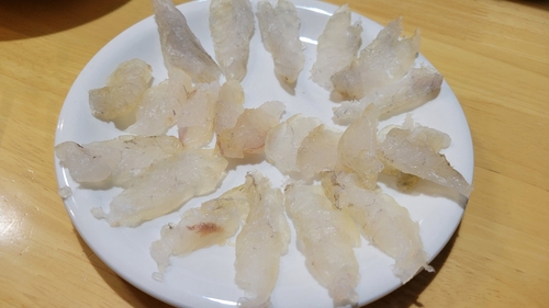 マゴチの釣果