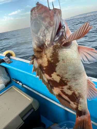 メバルの釣果