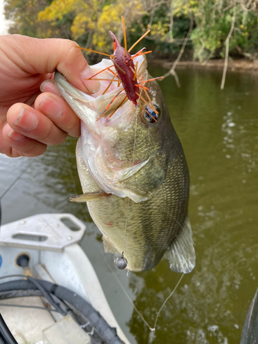 ラージマウスバスの釣果