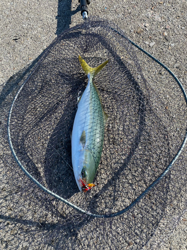 ツバスの釣果