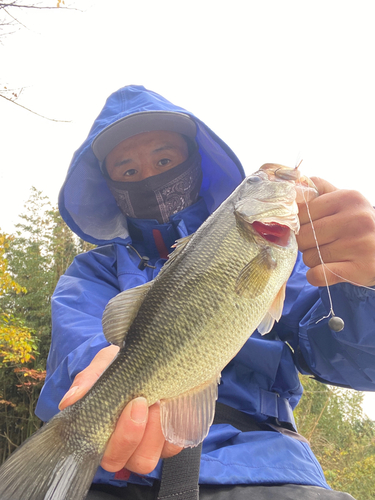 ラージマウスバスの釣果