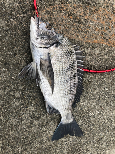 クロダイの釣果