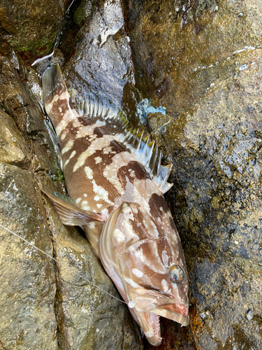 クエの釣果