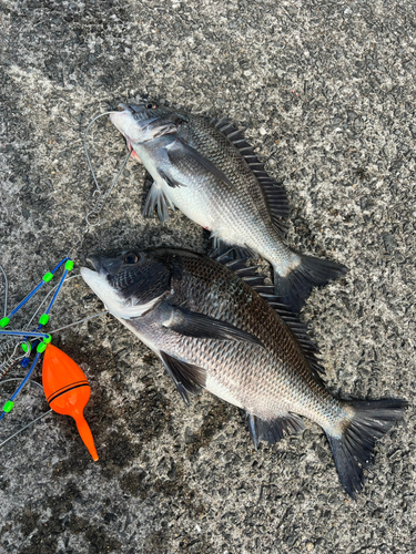 チヌの釣果