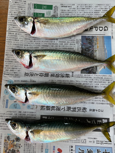 サバの釣果