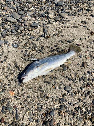 ニベの釣果