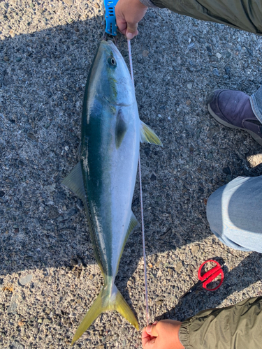 ハマチの釣果