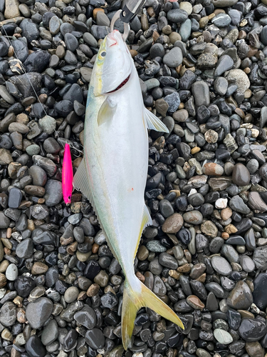 イナダの釣果