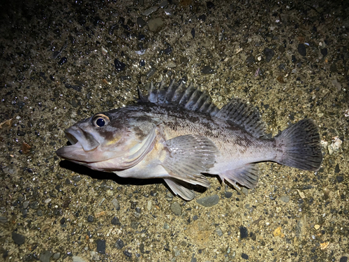 クロソイの釣果