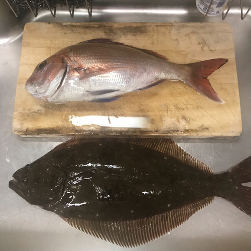 マダイの釣果