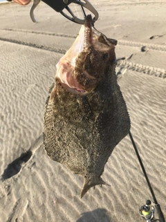 ヒラメの釣果