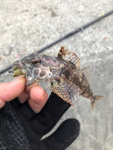 アナハゼの釣果