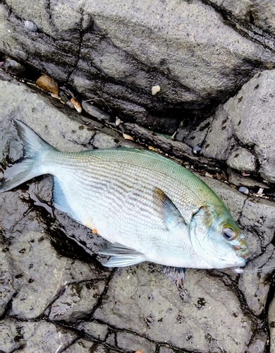 イスズミの釣果