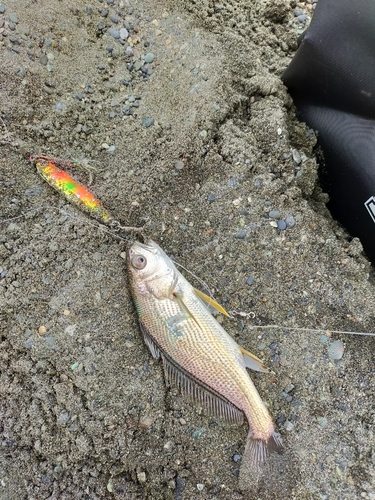 イシモチの釣果