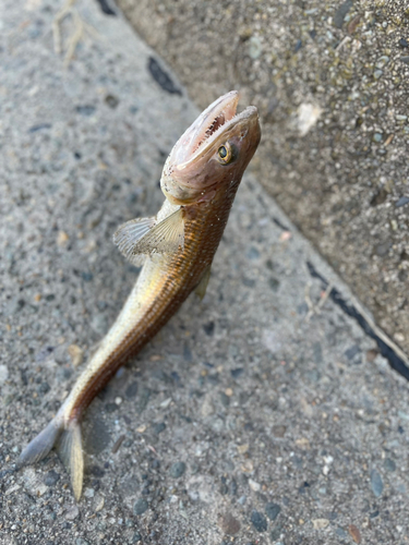 イナダの釣果