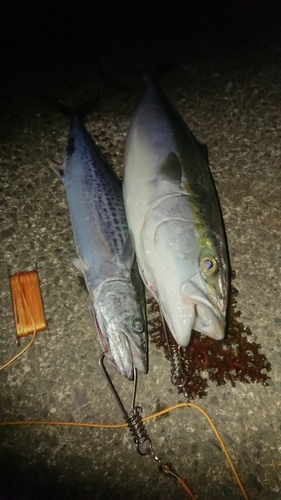 メジロの釣果