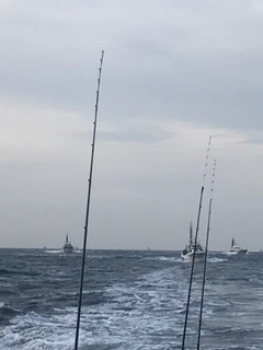 カワハギの釣果