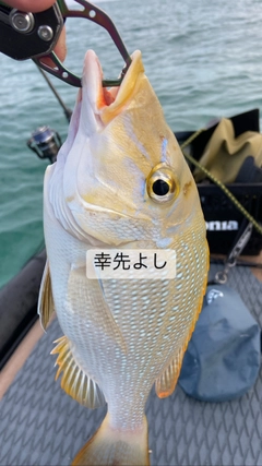 タマンの釣果