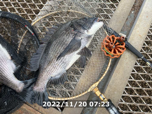 クロダイの釣果