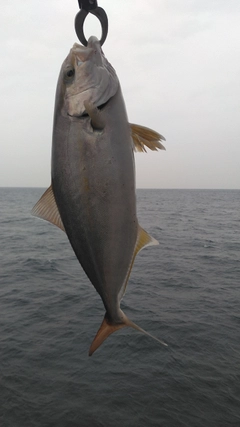 ショゴの釣果