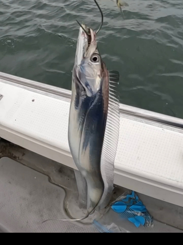 タチウオの釣果