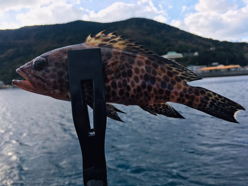 オオモンハタの釣果