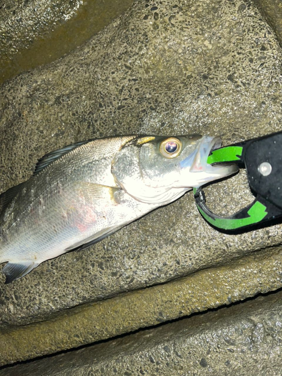 セイゴ（マルスズキ）