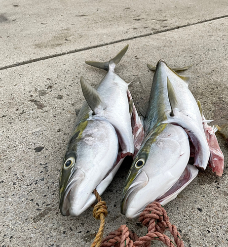 ブリの釣果