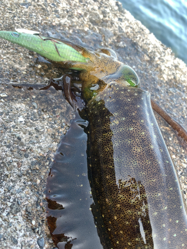 アオリイカの釣果