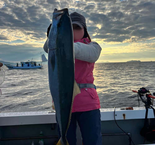 ヤズの釣果