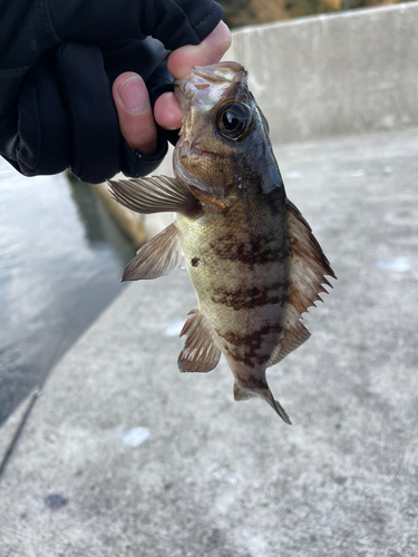 メバルの釣果