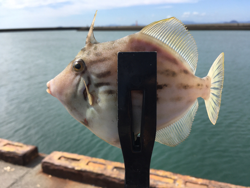 カワハギの釣果