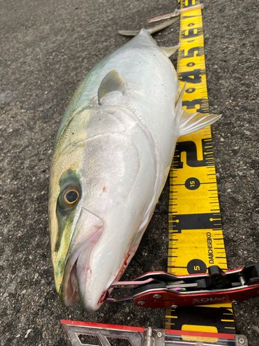 ワラサの釣果