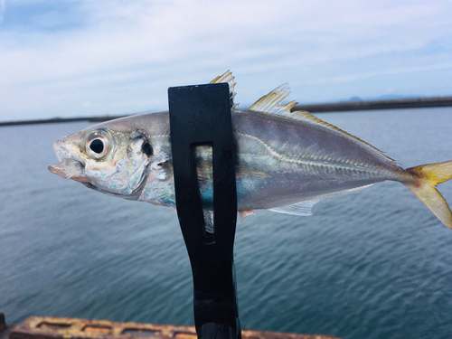 マアジの釣果