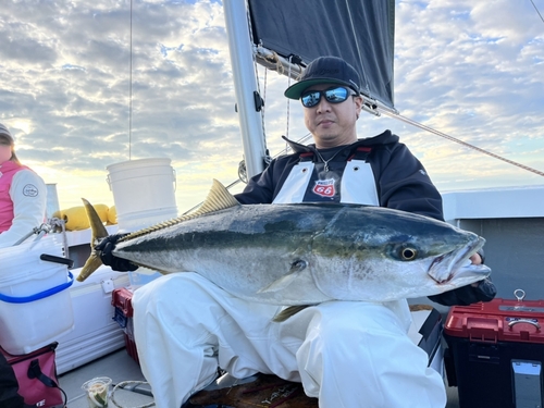 ブリの釣果