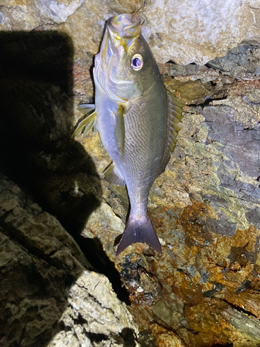 イサキの釣果