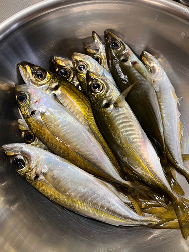 アジの釣果