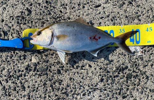 ネイリの釣果